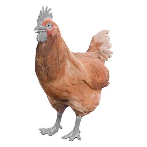 Hen