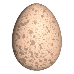 Chicken Egg