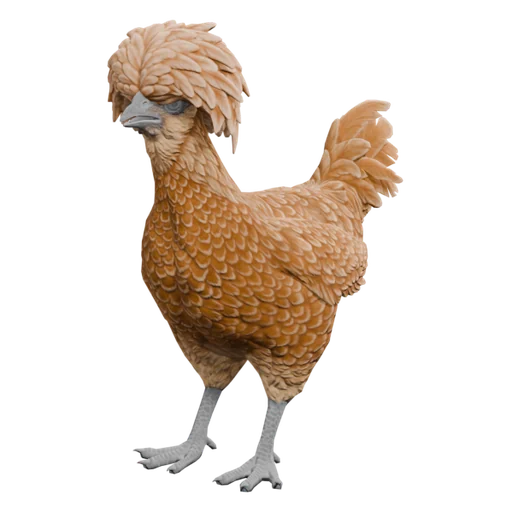 Pullet