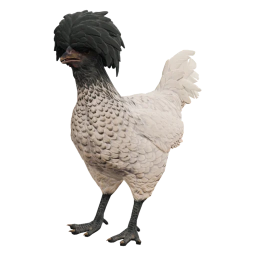 Polish | White with Black Head