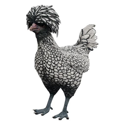Polish | White with Black Wing Tips