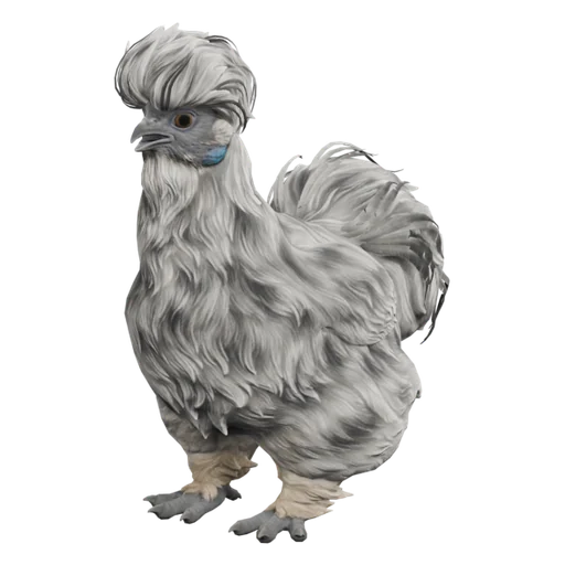 Silkie | Splash